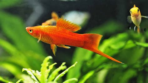 types of red fish|Transform Your Tank with These 10 Beautiful Red Freshwater Fish.